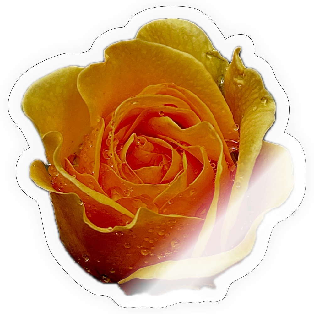.... : - transparent glossy