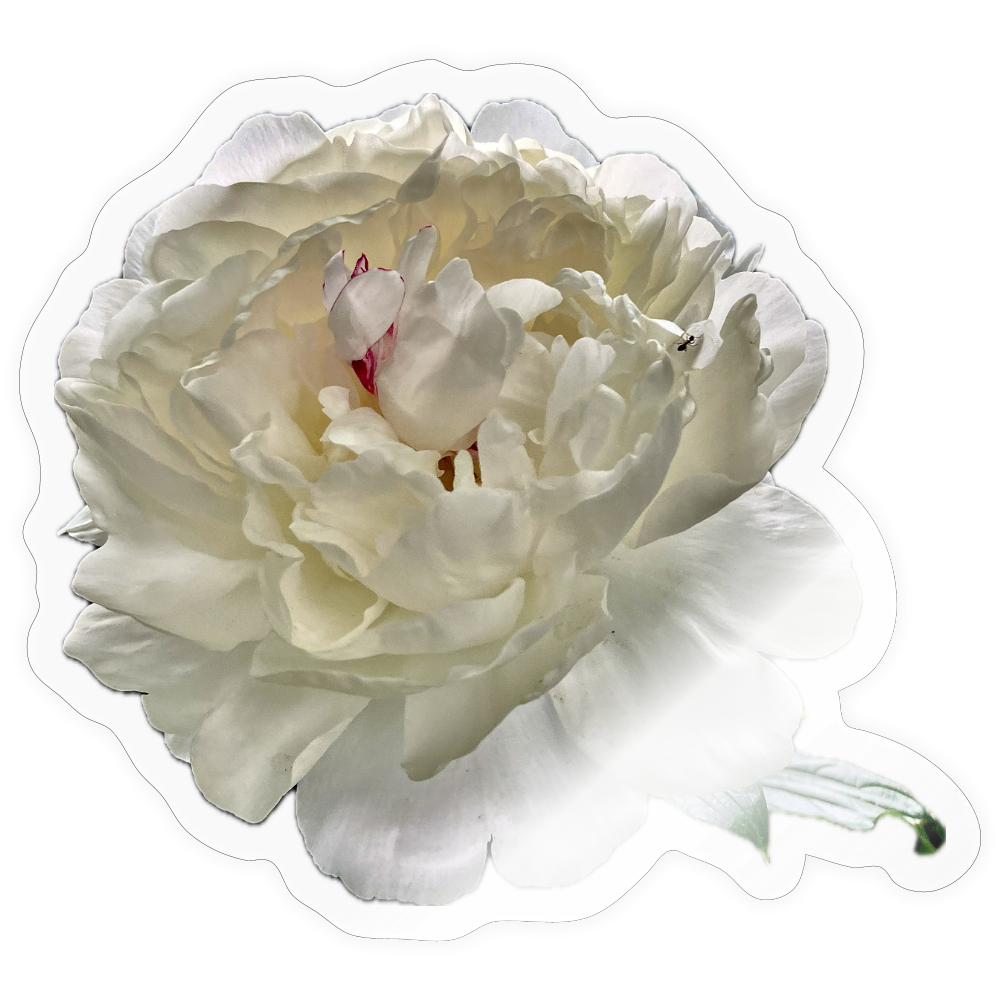 .... ::: - transparent glossy