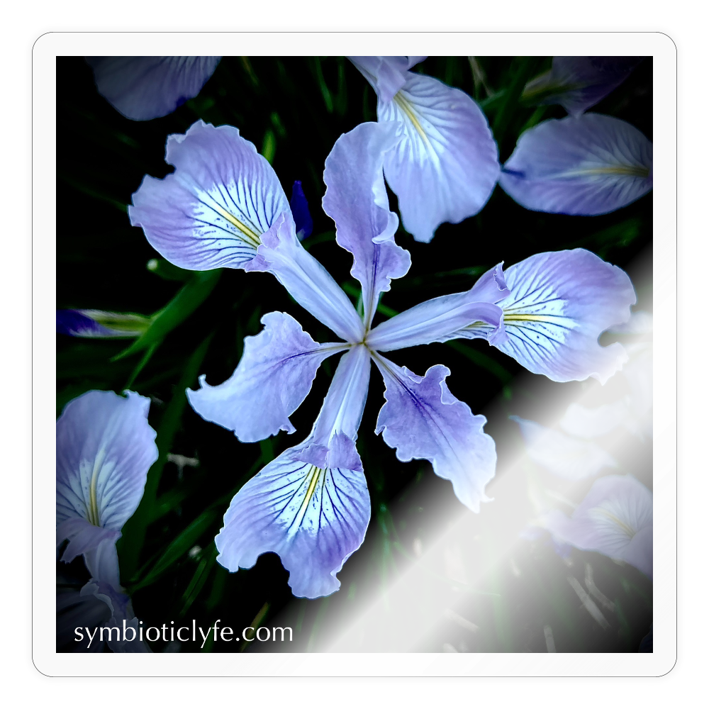 ::::: ::::: - transparent glossy