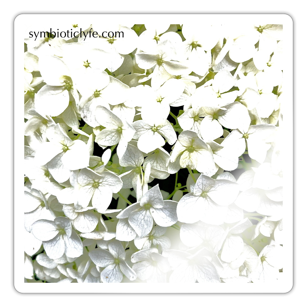 ::::: :: - white glossy