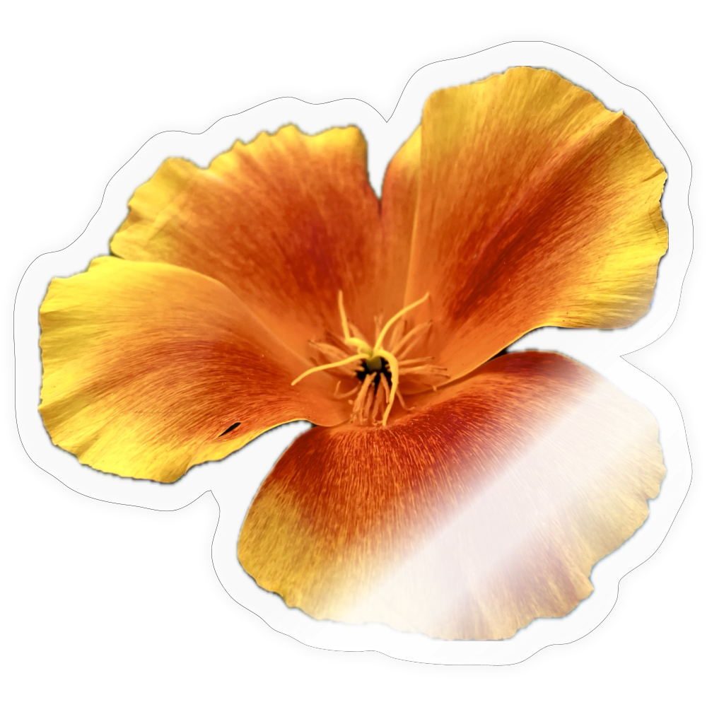 . ::::: ::::: ::::: ::::: ::: - transparent glossy
