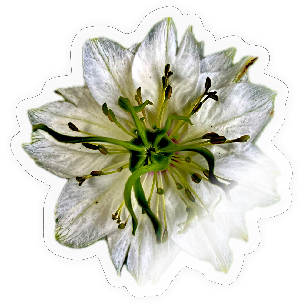 ... ::::: ::::: ::: - transparent glossy