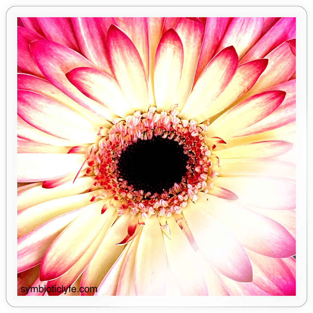 :: - transparent glossy