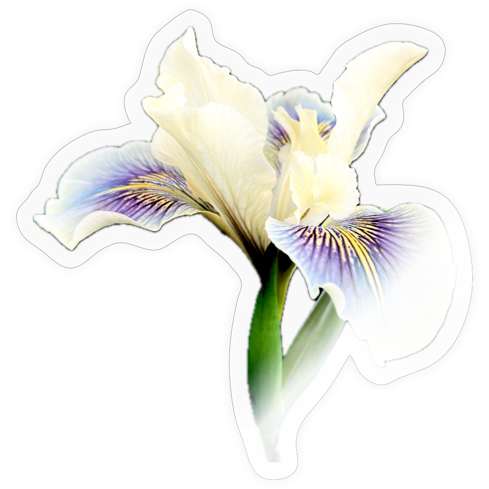 . ::::: :: - transparent glossy