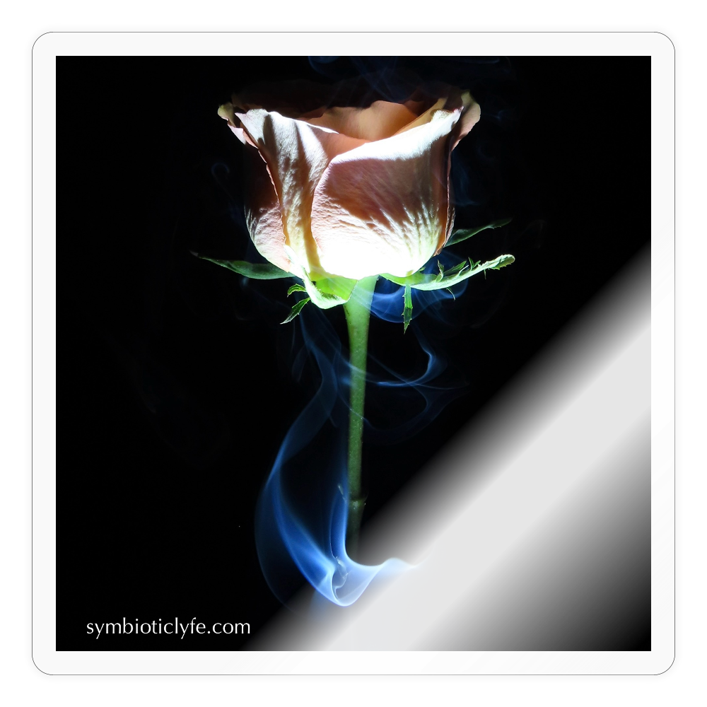 Smoke & Roses ::::: :: - transparent glossy