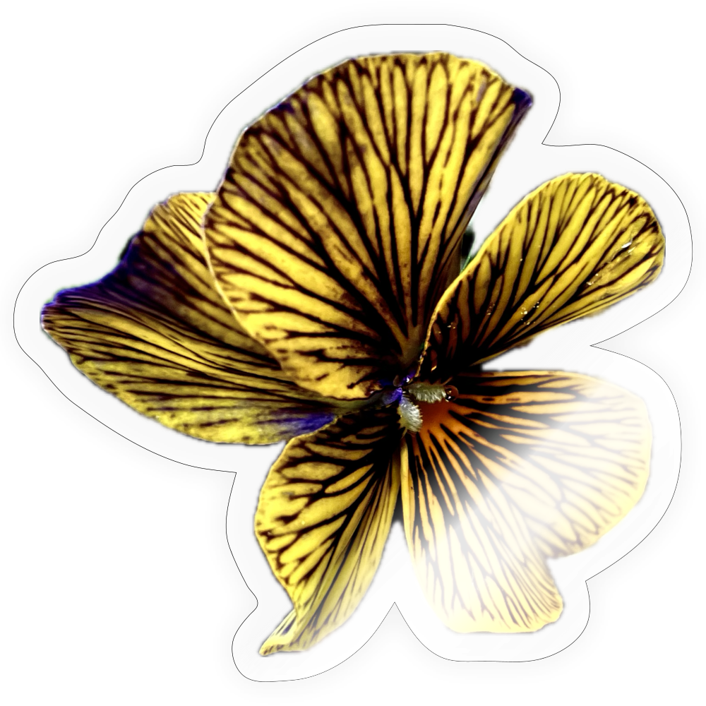 . ::::: :::: - transparent glossy