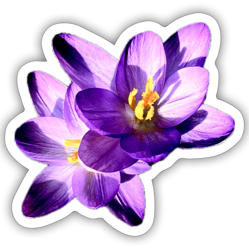 ::::: ::::: ::::: ::::: ::::: ::::: ::: - white matte