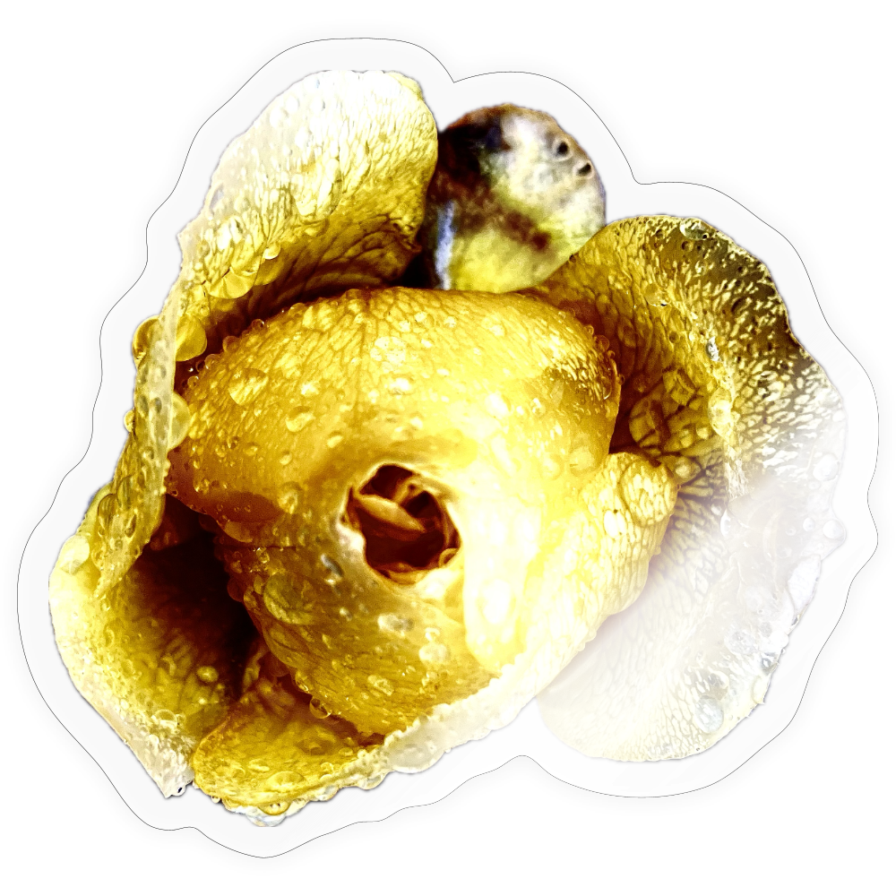 . ::::: ::::: ::::: ::: - transparent glossy