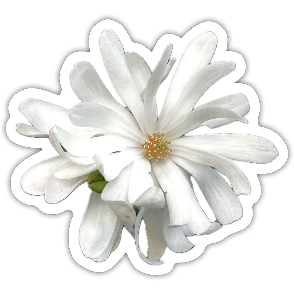 . ::::: ::::: ::::: ::::: :: - white matte