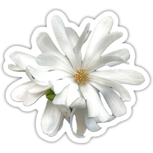 . ::::: ::::: ::::: ::::: :: - white matte