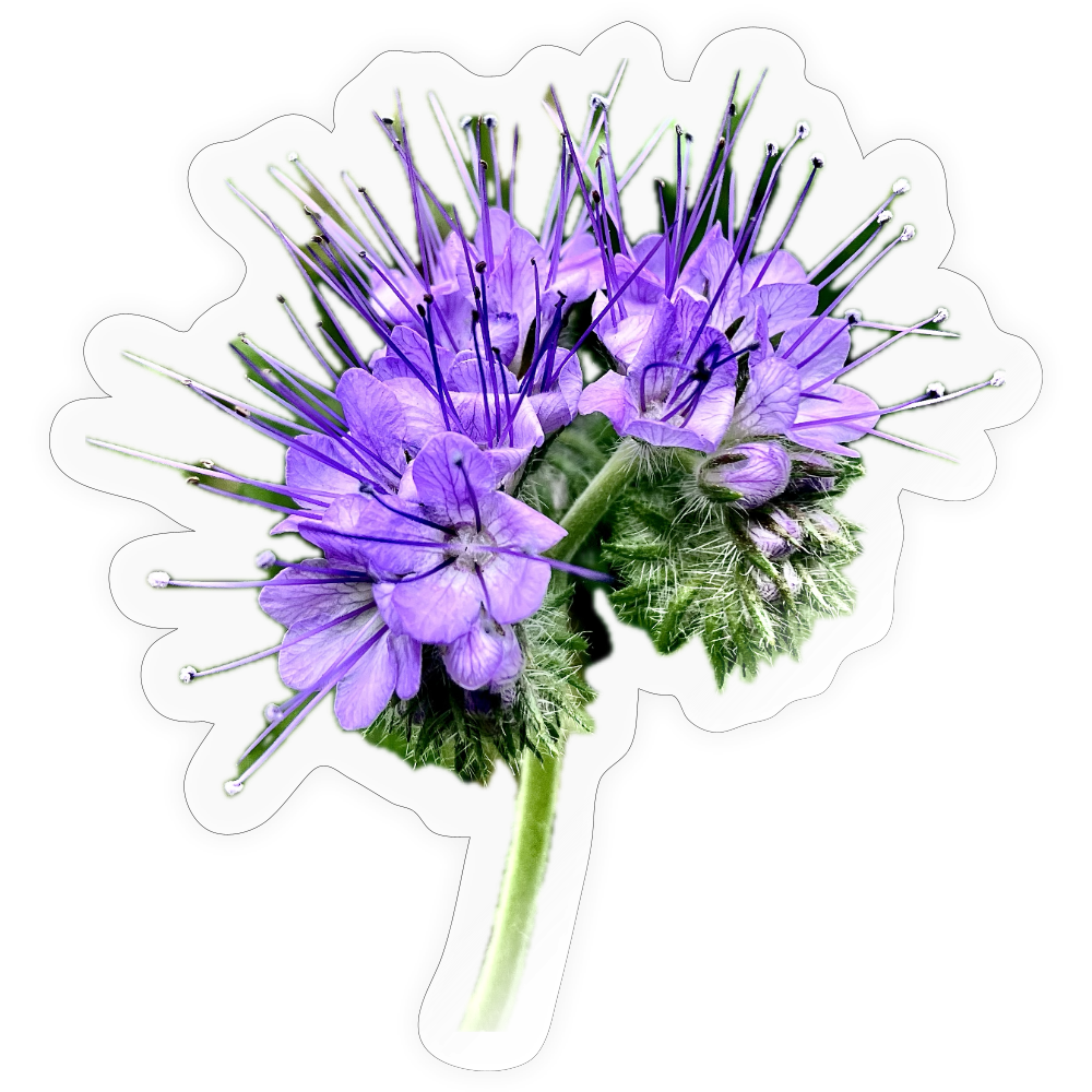 .. ::::: ::::: ::: - transparent glossy