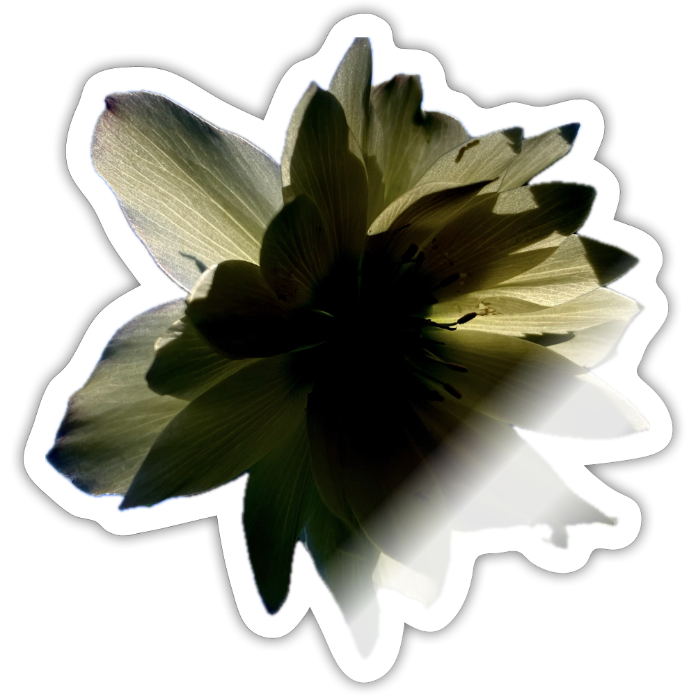 . :::::  : - white glossy