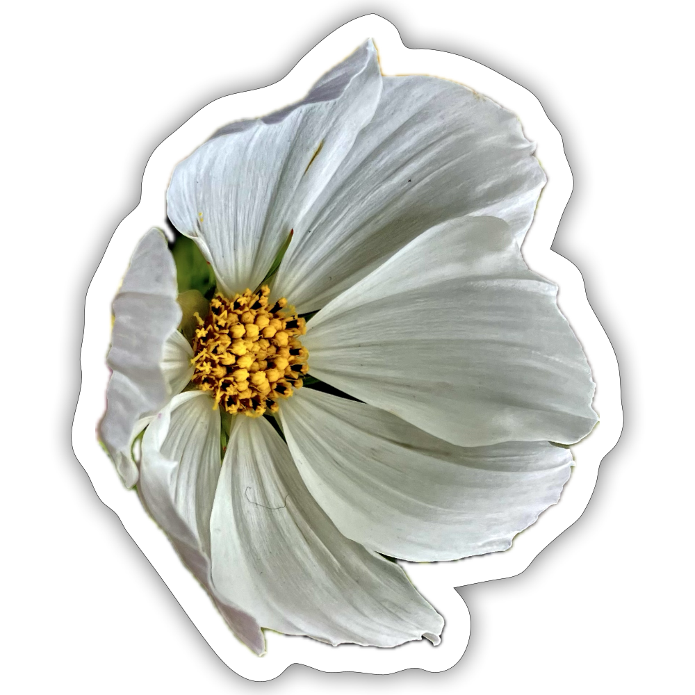 ..... ::: - white matte