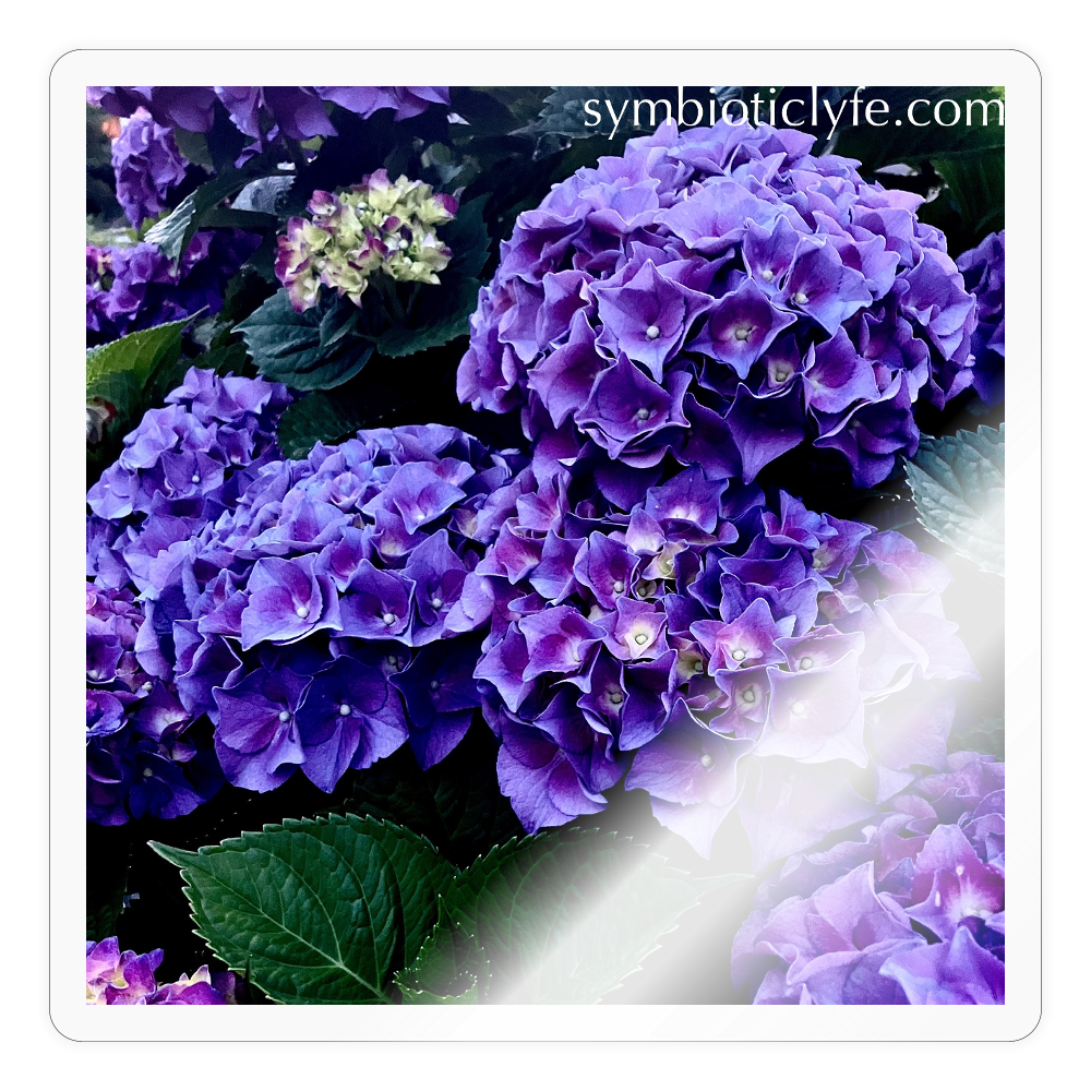 :::::  :::::  :::::  : - transparent glossy