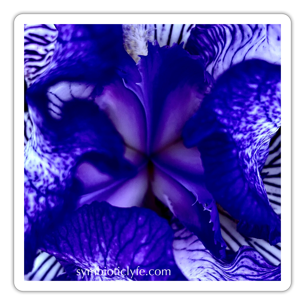 :::::  :::::  :::::  ::: - white matte