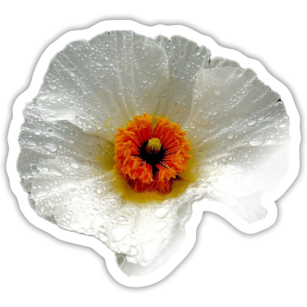 .. ::::: ::::: :::: - white glossy