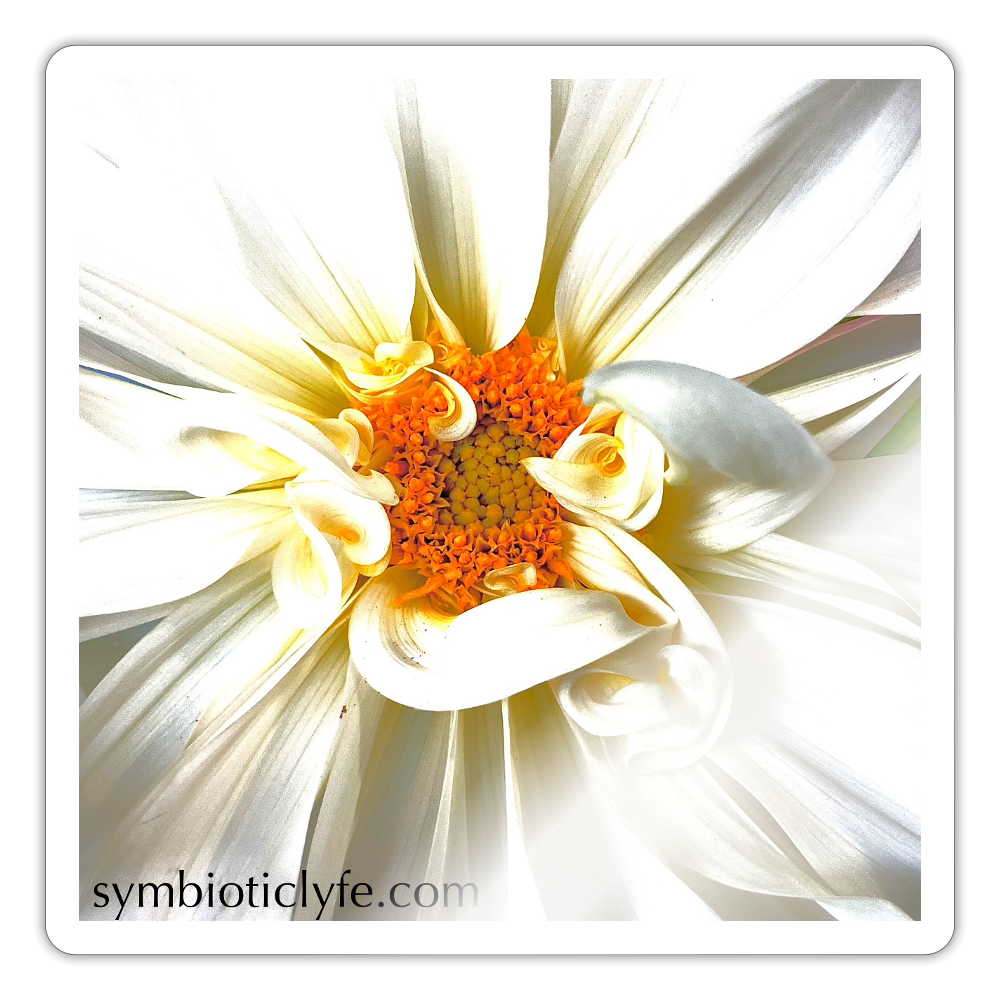 ::: - white glossy