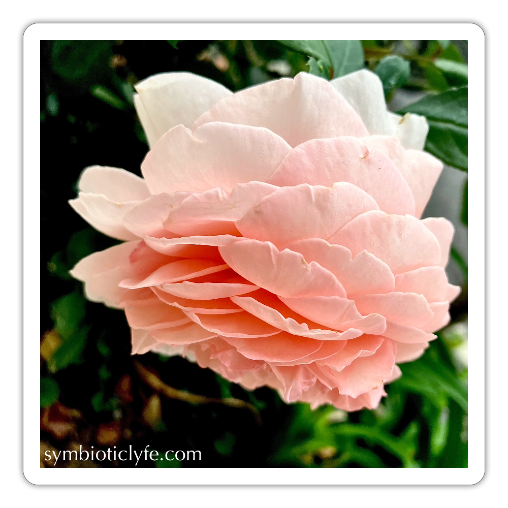 :::::  :::::  :::::  :::::  : - white matte