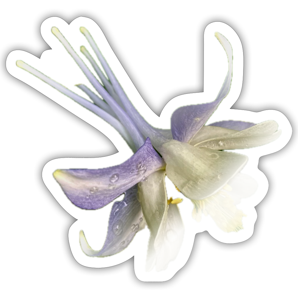 . ::::: ::::: - white glossy