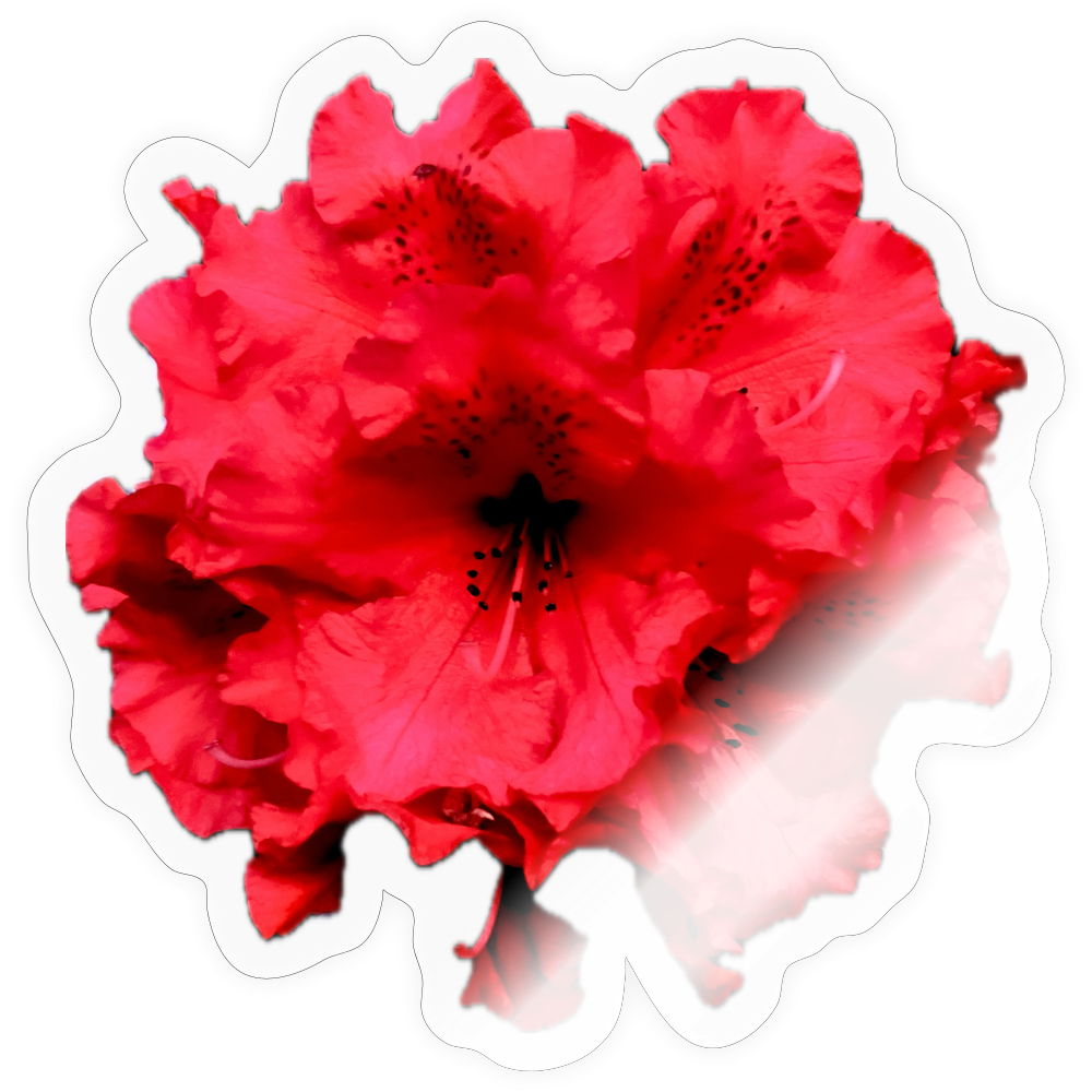 Sticker - transparent glossy