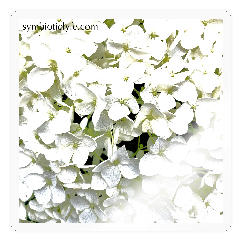 :::::  :: - transparent glossy