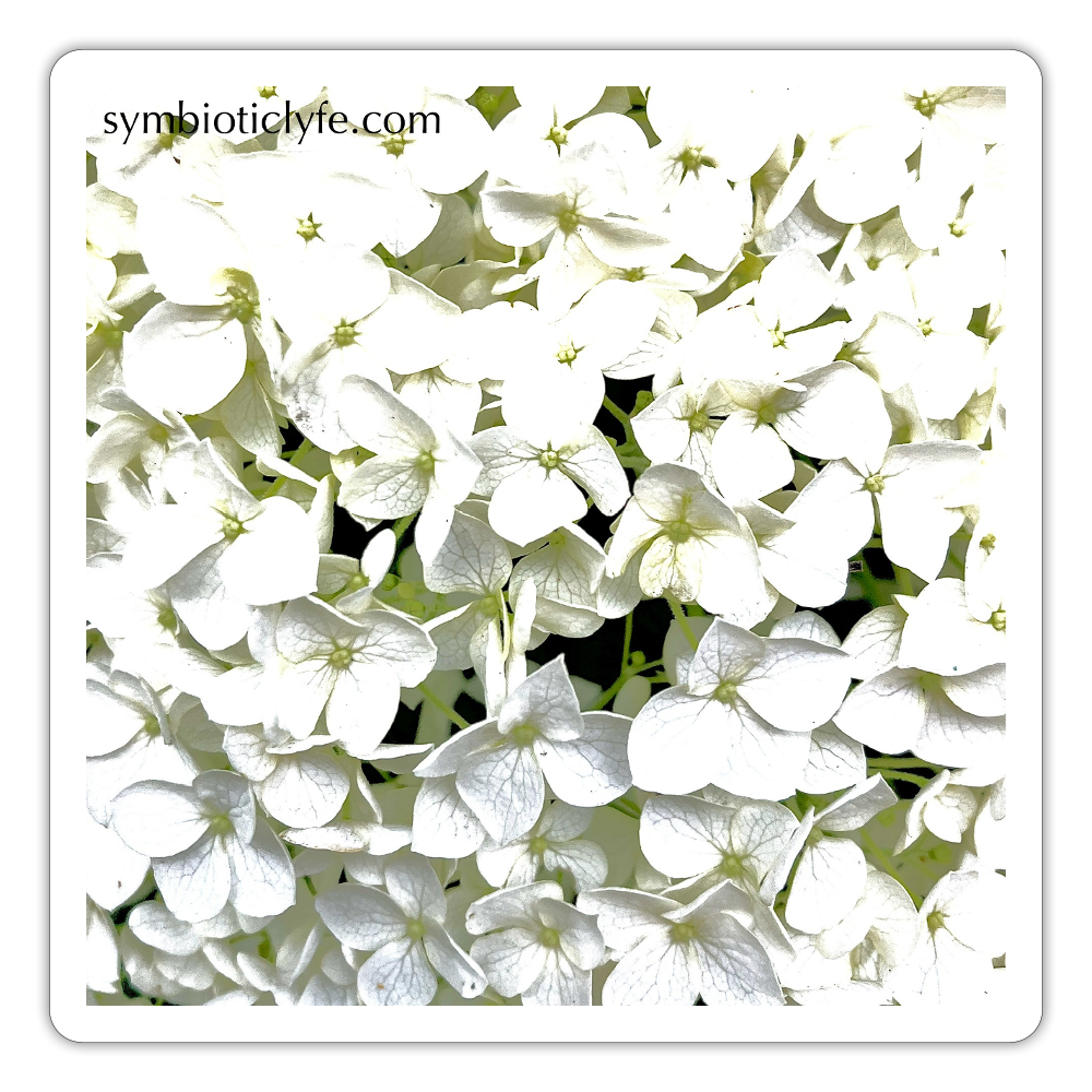 :::::  :: - white matte