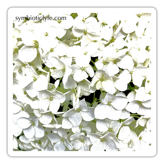 :::::  :: - white matte