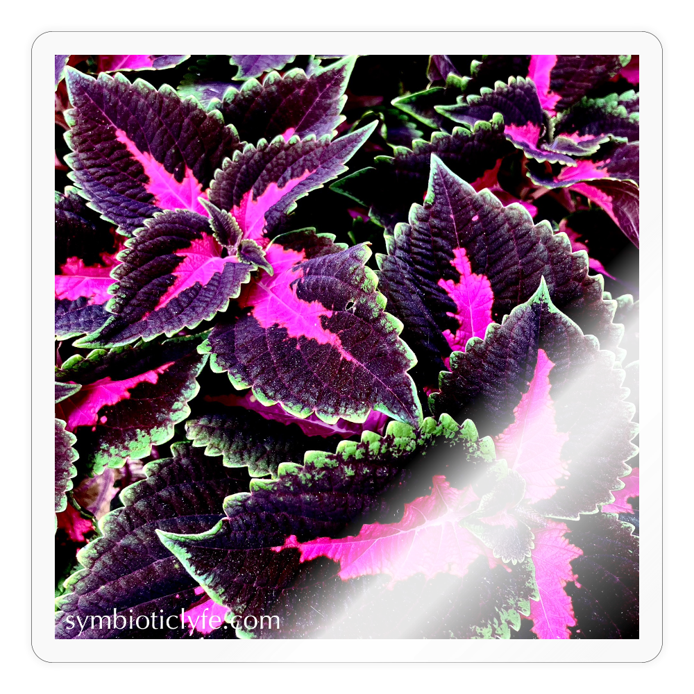 ::::: - transparent glossy