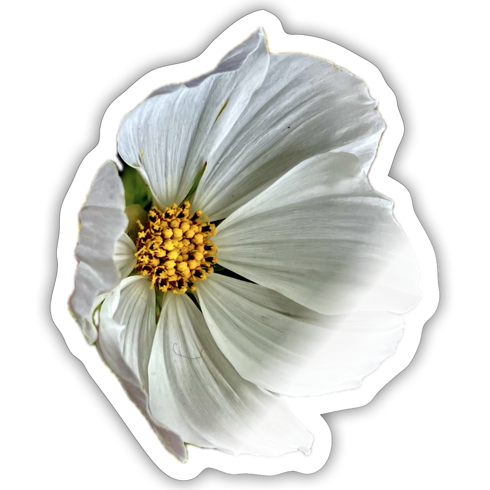 ..... ::: - white glossy