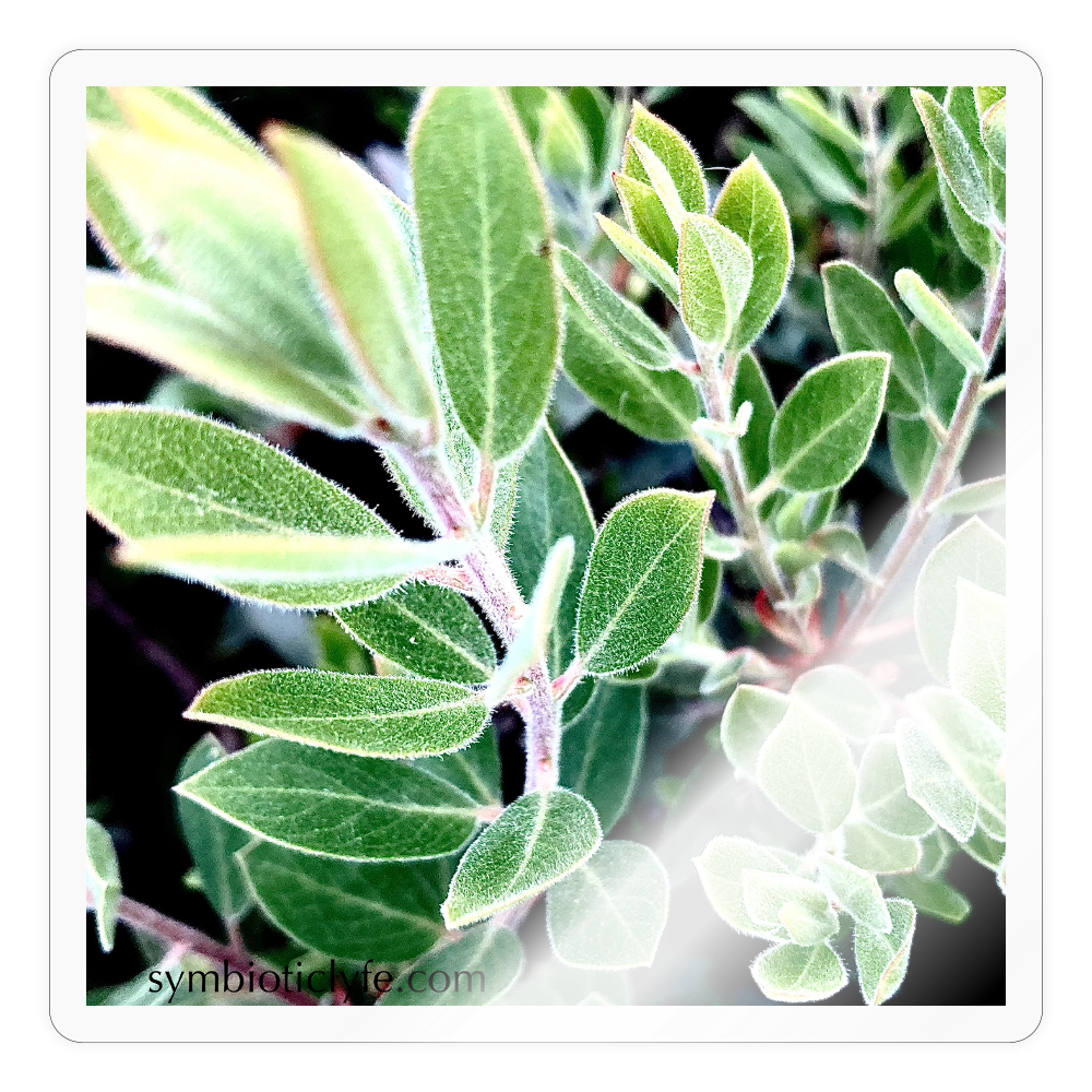 :::::  :::: - transparent glossy