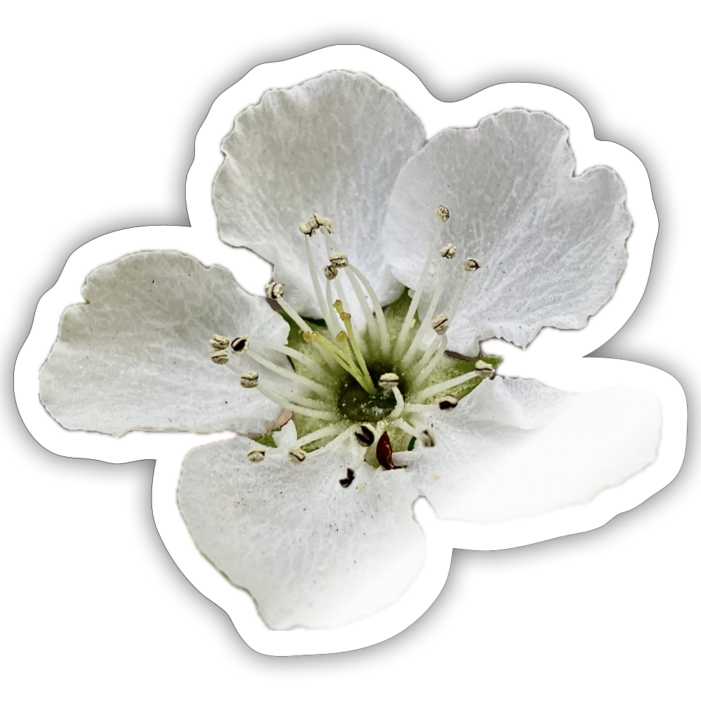 . ::::: ::::: ::: - white glossy