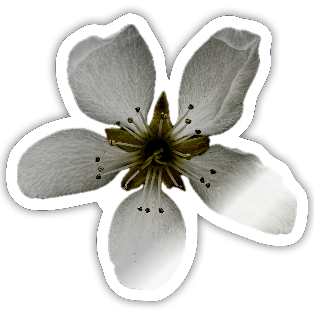 . ::::: ::::: : - white glossy