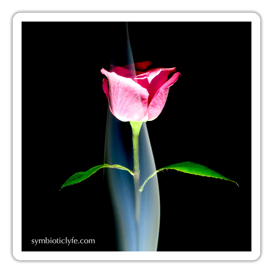 Smoke & Roses :::::  ::: - white matte