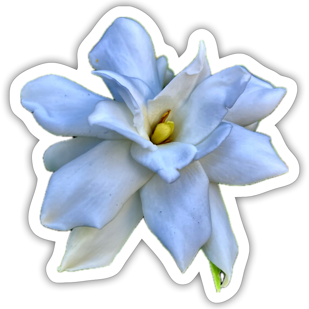 ..... ::::: :: - white matte