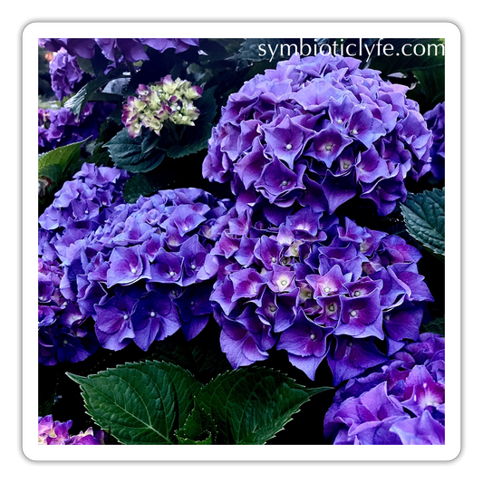 :::::  :::::  :::::  : - white matte