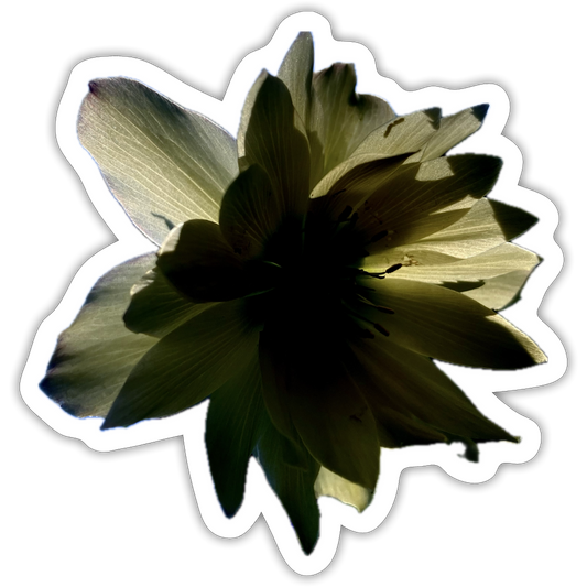 . :::::  : - white matte