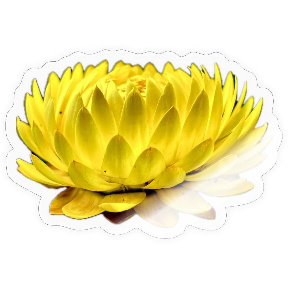 .... :: - transparent glossy