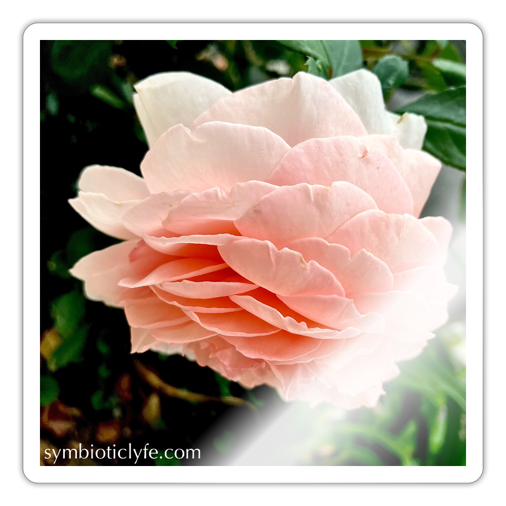 :::::  :::::  :::::  :::::  : - white glossy