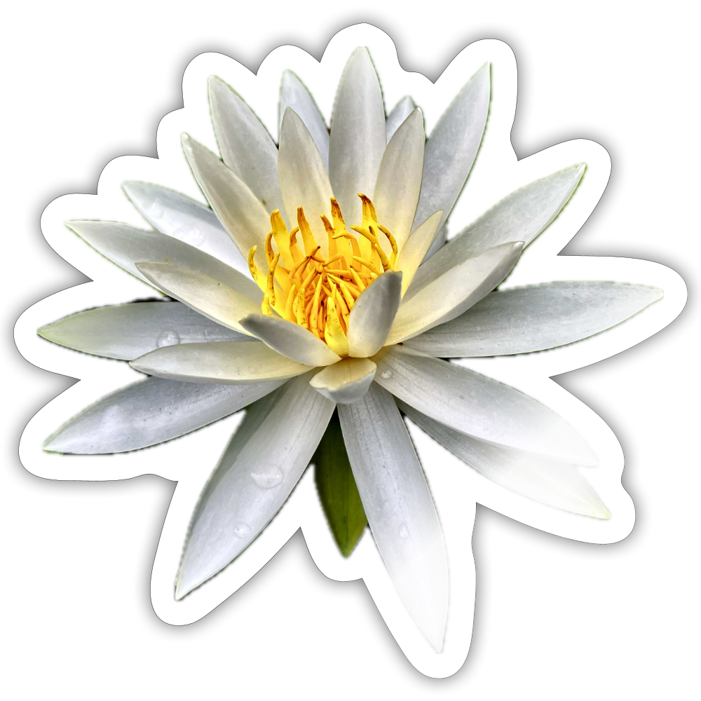 ..... :::: - white glossy
