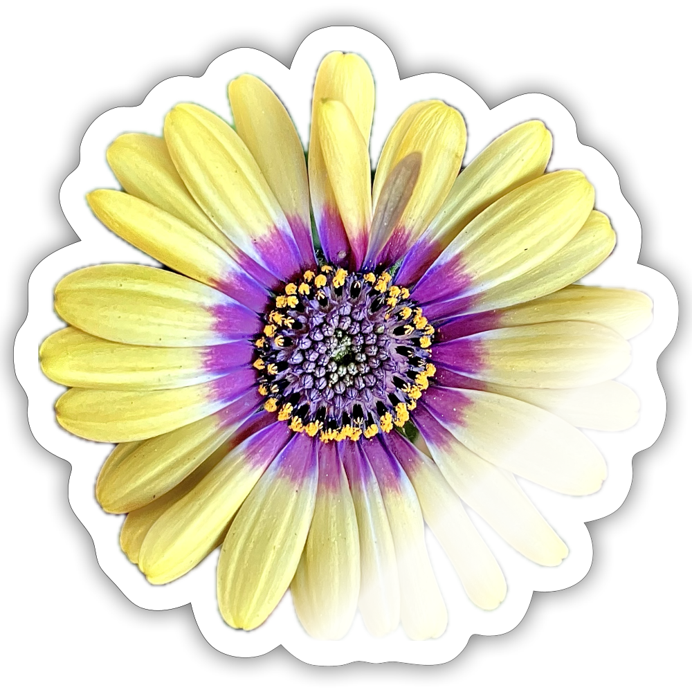 .. ::::: ::::: ::::: : - white glossy