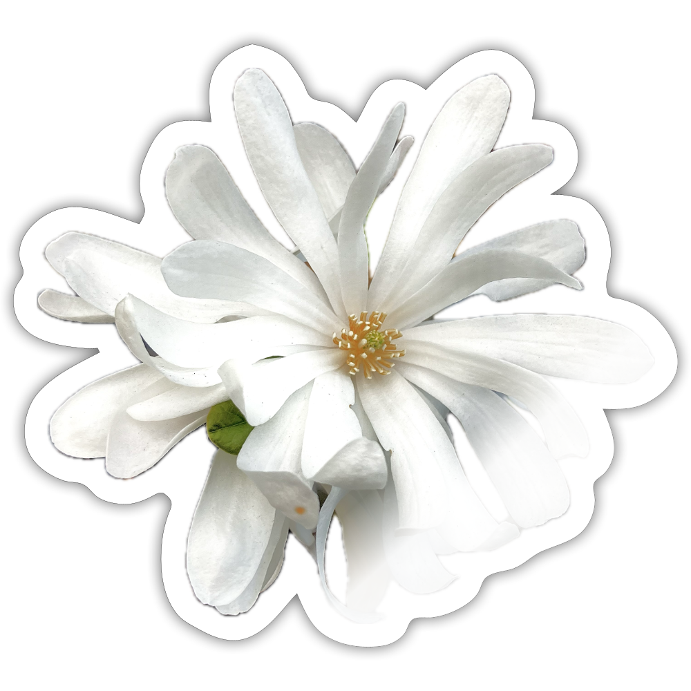 . ::::: ::::: ::::: ::::: :: - white glossy
