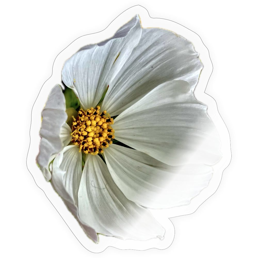 ..... ::: - transparent glossy