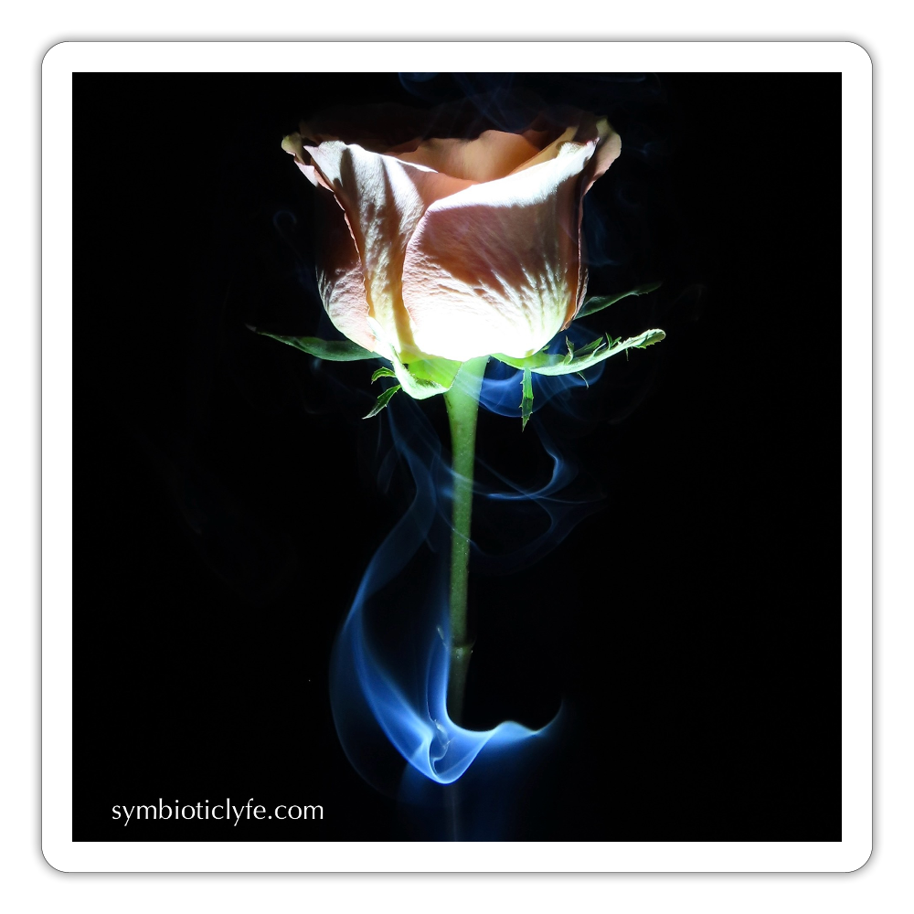 Smoke & Roses :::::  :: - white matte