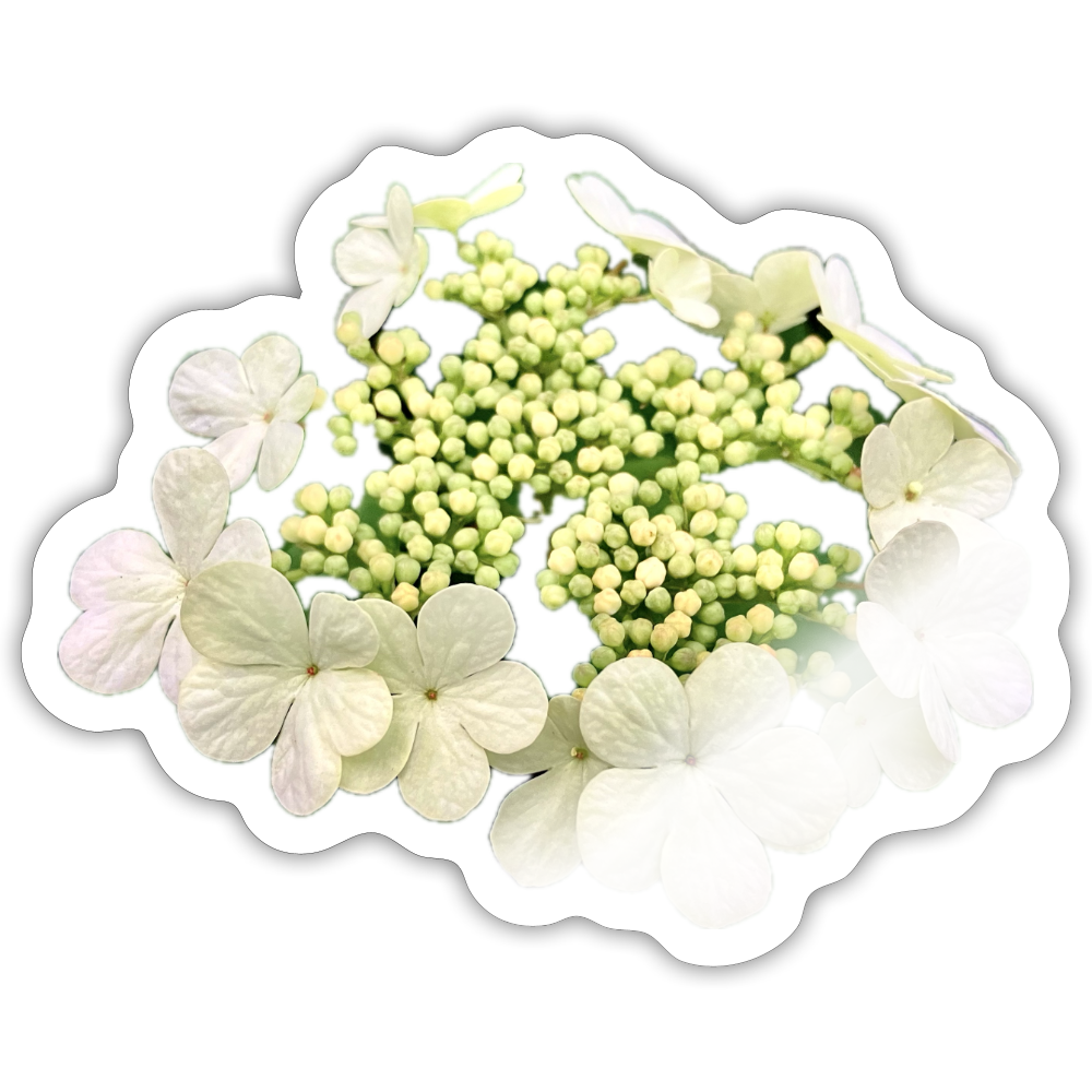 .. ::::: ::::: :: - white glossy