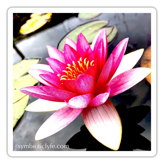 :::::  ::: - white matte