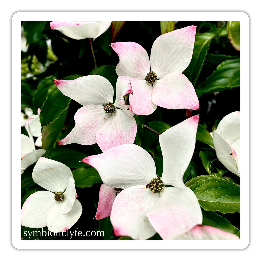 :::::  :::::  :::::  :::: - white matte