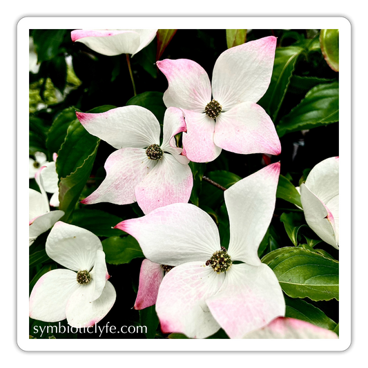 :::::  :::::  :::::  :::: - white matte