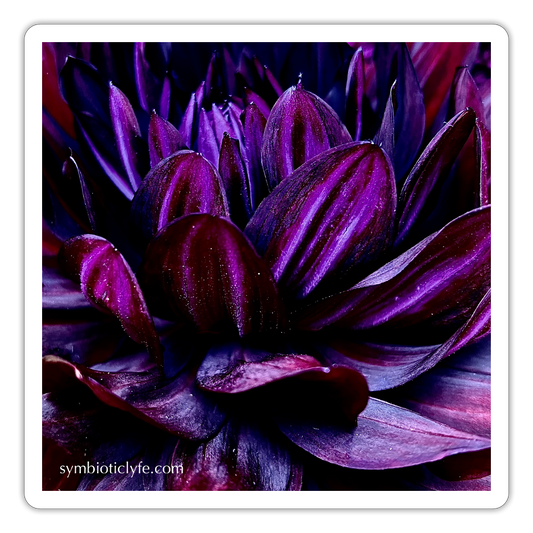 :::::  :::::  :::::  :::::  :: - white matte