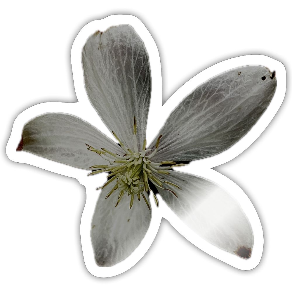 . ::::: ::::: ::::: - white glossy