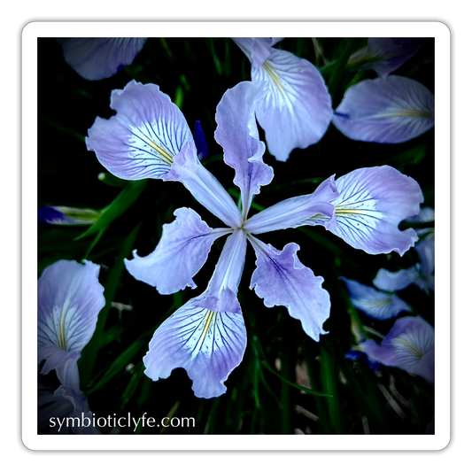 :::::  ::::: - white matte